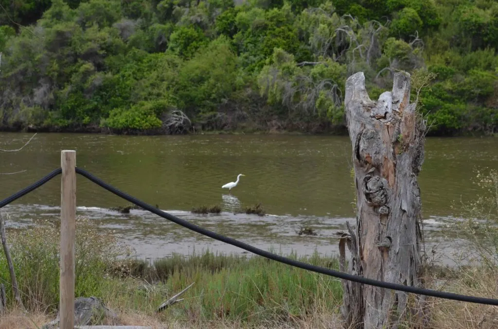 Kayak en Reserva Longotoma
